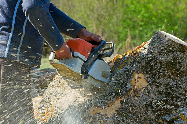 Best Tree Cabling and Bracing  in Muskego, WI